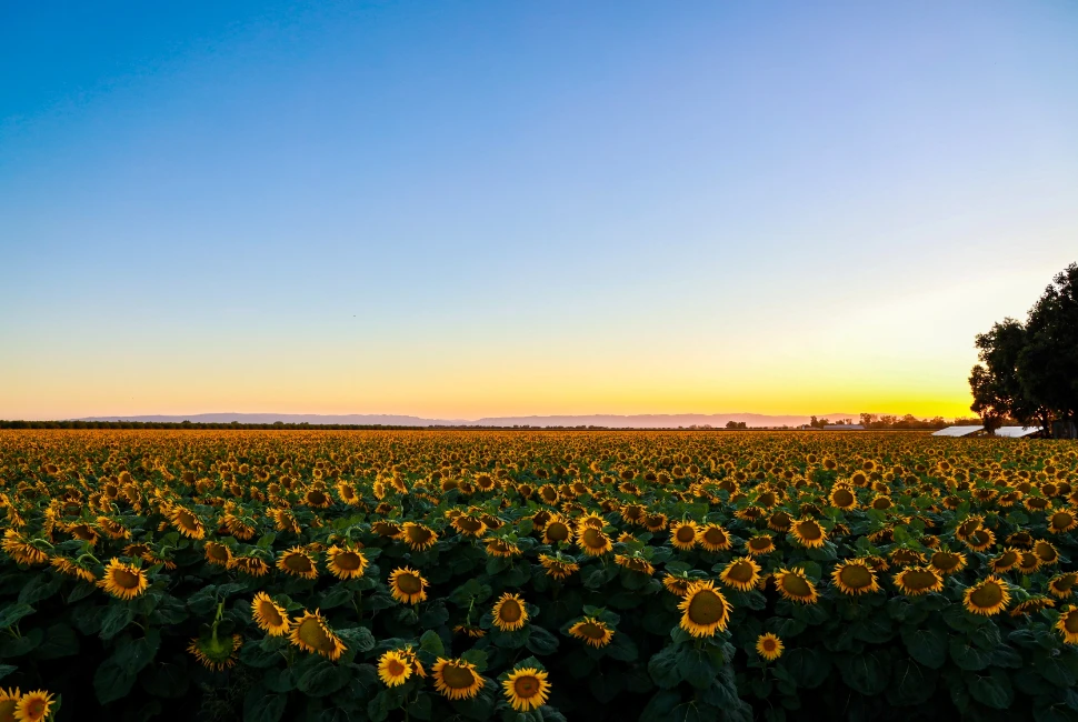 Woodland, CA: Discover the City and Embrace Its Weather