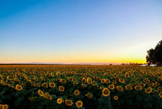 Woodland, CA: Discover the City and Embrace Its Weather